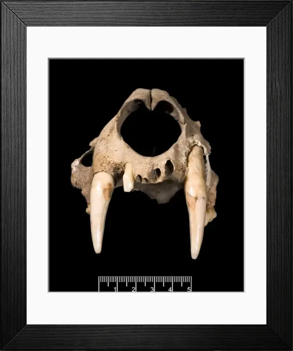 Framed Print : Panthera pardus, leopard Framed Print : Panthera pardus, leopard