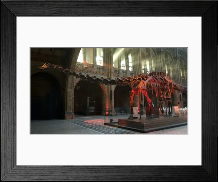 Framed Print : Diplodocus carnegiei, diplodocus Framed Print : Diplodocus carnegiei, diplodocus