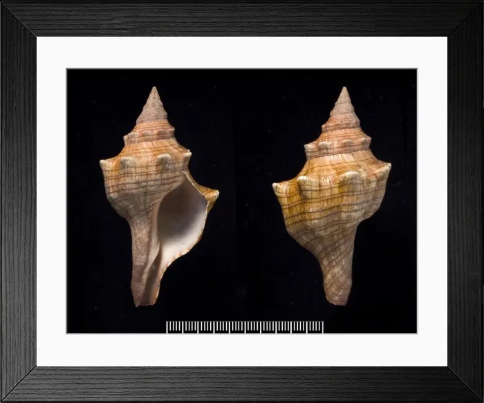 Framed Print : Pleuroploca trapezium, trapezium horse conch Framed Print : Pleuroploca trapezium, trapezium horse conch