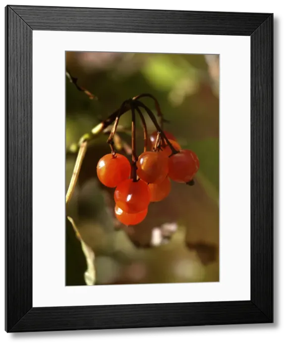 Framed Print : Viburnum lantana, wayfaring tree Framed Print : Viburnum lantana, wayfaring tree