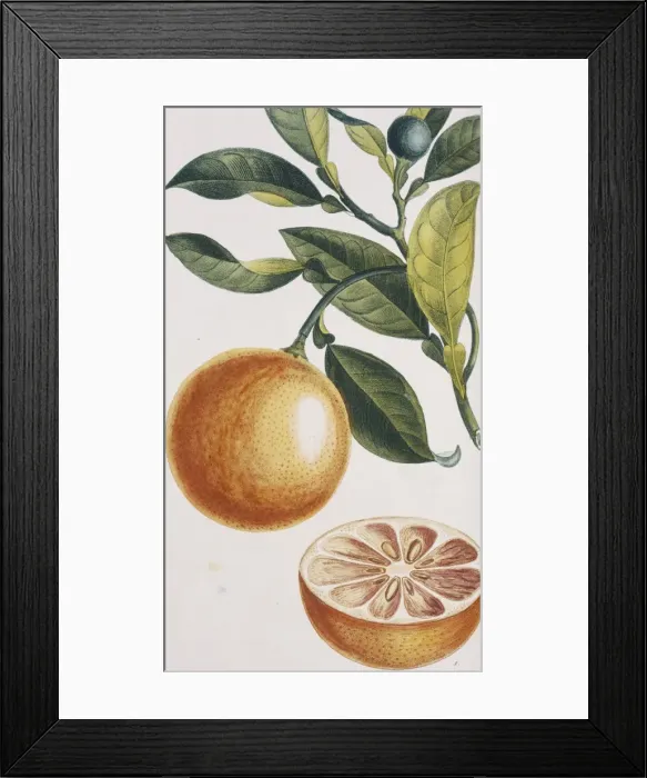 Framed Print : Citrus sinensis, orange Framed Print : Citrus sinensis, orange