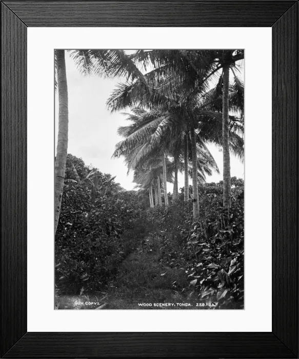 Framed Print : Wooded Scenery at Tongataboo, Friendly Islands Framed Print : Wooded Scenery at Tongataboo, Friendly Islands