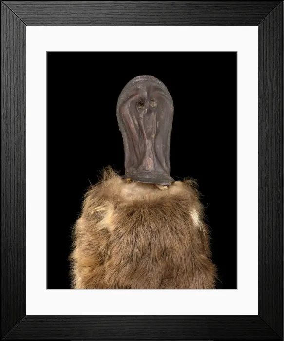 Framed Print : Ornithorhynchus anatinus, duck-billed platypus Framed Print : Ornithorhynchus anatinus, duck-billed platypus