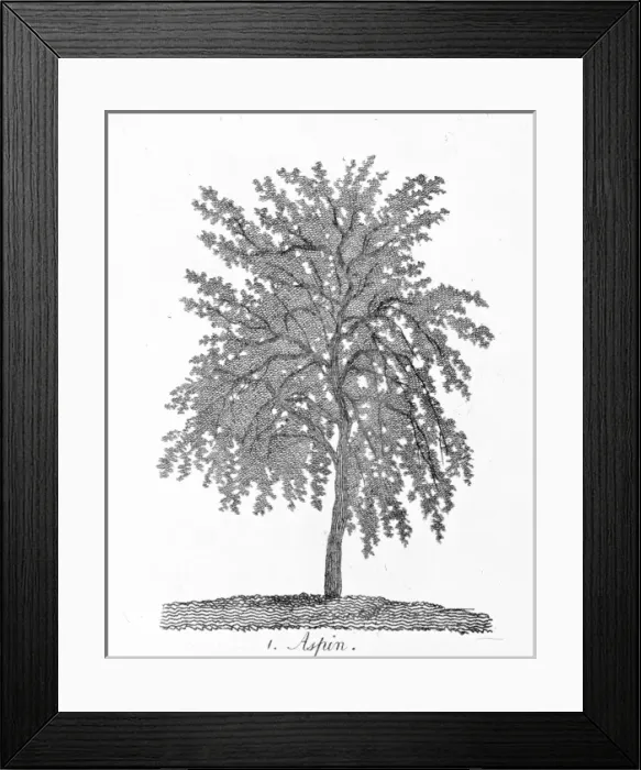 Framed Print : Aspen. Plate 1 from The Shape, Skeleton and Foliage of Thirty Two Species of Trees Framed Print : Aspen. Plate 1 from The Shape, Skeleton and Foliage of Thirty Two Species of Trees