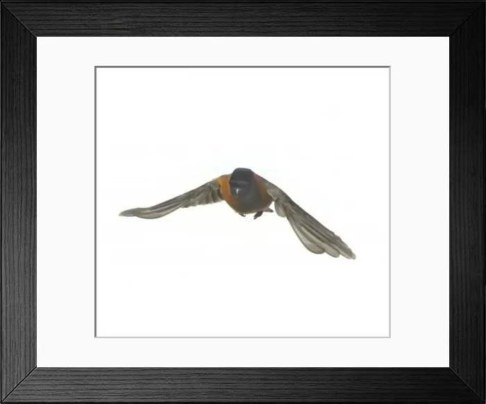 Framed Print : Pyrrhula pyrrhula, bullfinch Framed Print : Pyrrhula pyrrhula, bullfinch
