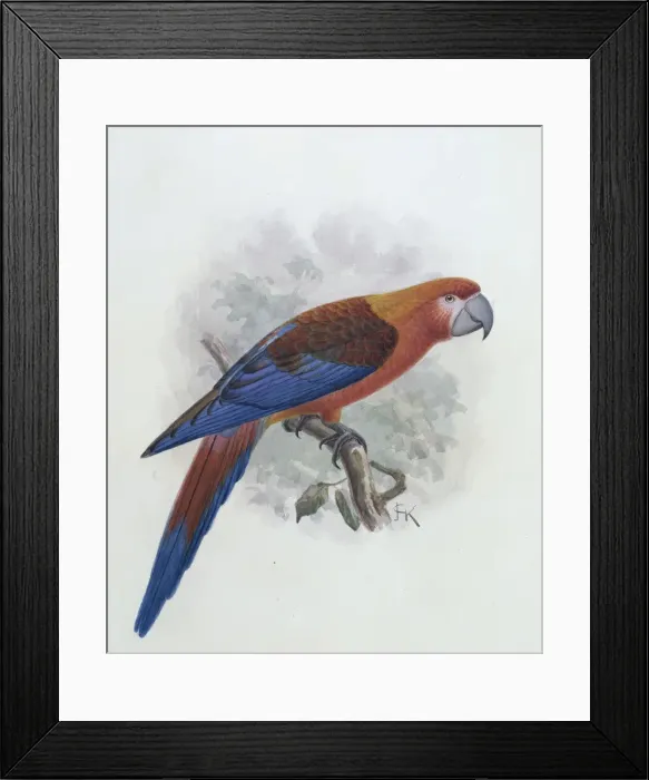 Framed Print : Ara tricolor, Hispaniolan macaw Framed Print : Ara tricolor, Hispaniolan macaw