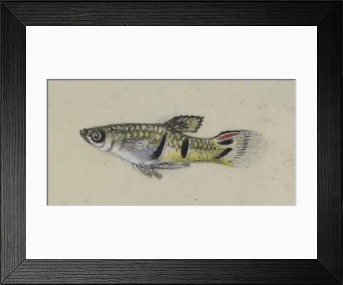 Framed Print : Poeciliidae sp. Guppy Framed Print : Poeciliidae sp. Guppy
