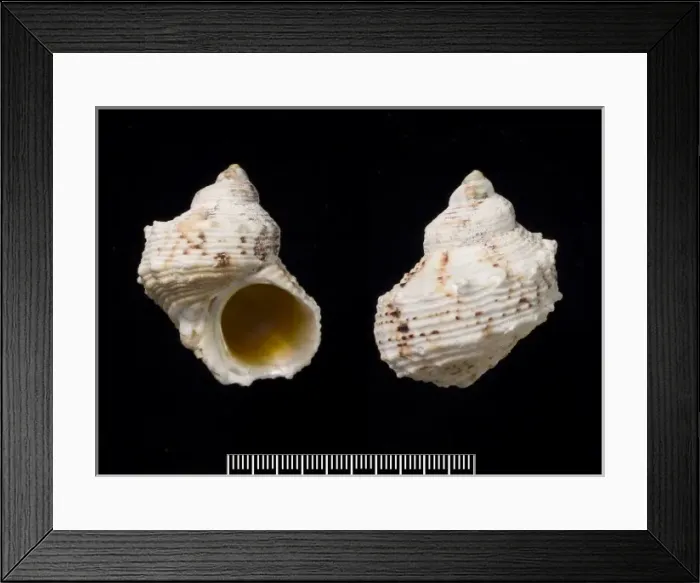 Framed Print : Turbo argyrostoma, turban shell Framed Print : Turbo argyrostoma, turban shell