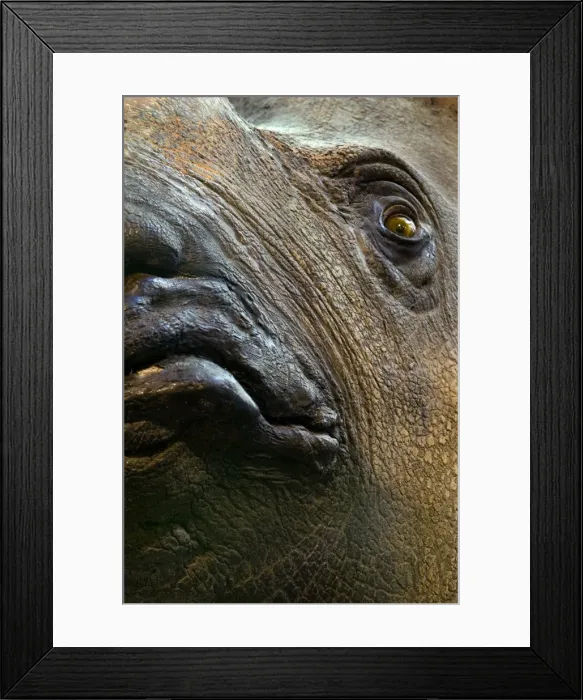 Framed Print : Rhinoceros unicornis, Indian rhinoceros Framed Print : Rhinoceros unicornis, Indian rhinoceros