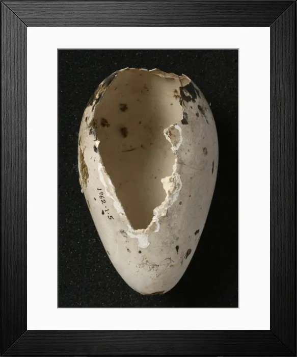 Framed Print : Pinguinus impennis, great auk Framed Print : Pinguinus impennis, great auk