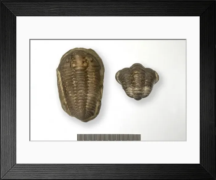 Framed Print : Calymene blumenbachii, locust trilobite Framed Print : Calymene blumenbachii, locust trilobite