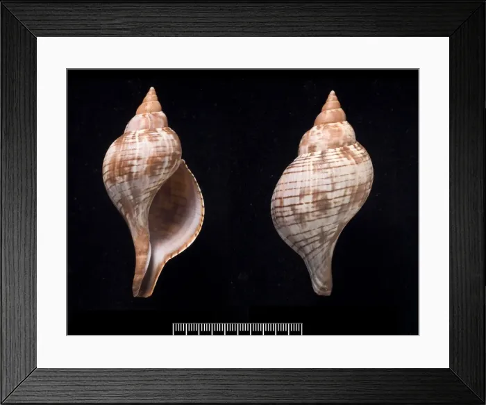 Framed Print : Fasciolaria tulipa, true tulip Framed Print : Fasciolaria tulipa, true tulip