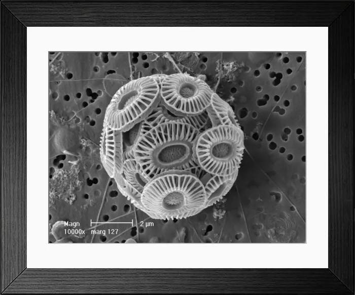 Framed Print : Emiliania huxleyi coccosphere Framed Print : Emiliania huxleyi coccosphere