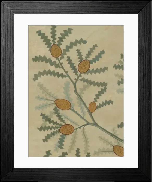 Framed Print : Banksia speciosa, showy banksia Framed Print : Banksia speciosa, showy banksia