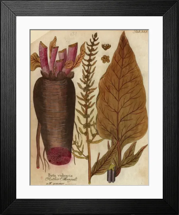 Framed Print : Beta vulgaris, spinach beet Framed Print : Beta vulgaris, spinach beet