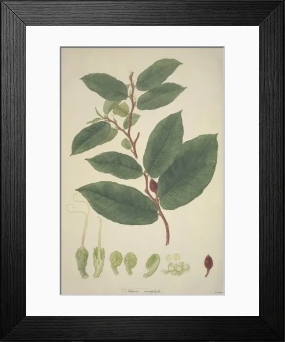 Framed Print : Antiaris toxicaria, ipoh tree Framed Print : Antiaris toxicaria, ipoh tree