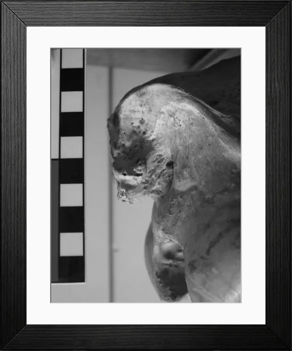 Framed Print : Occipital bone of horse skull