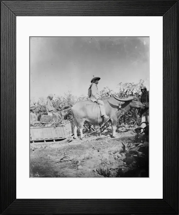 Framed Print : Buffalo cart with runners, Philippines Framed Print : Buffalo cart with runners, Philippines