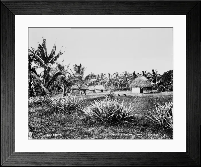 Framed Print : Woods at Tongataboo, Friendly Islands Framed Print : Woods at Tongataboo, Friendly Islands