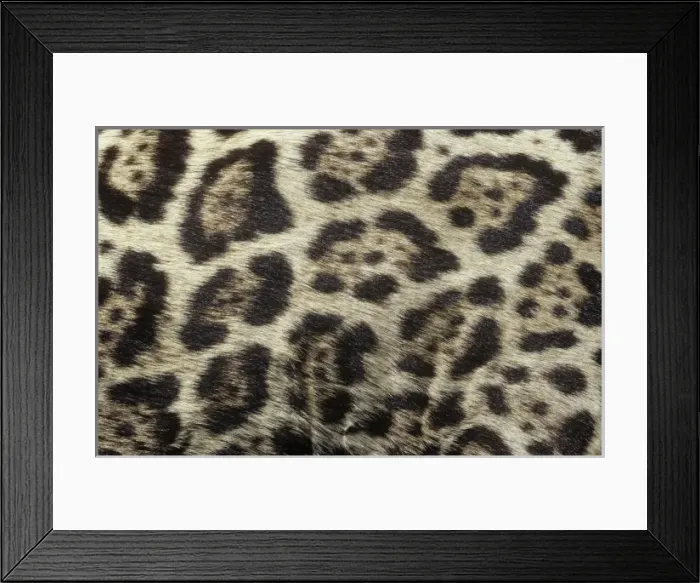 Framed Print : Panthera onca, jaguar Framed Print : Panthera onca, jaguar