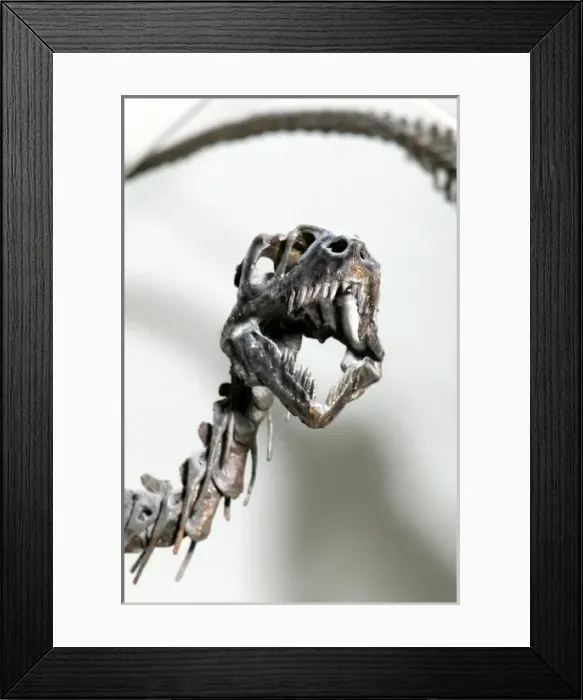 Framed Print : Dromaeosaurus albertensis Framed Print : Dromaeosaurus albertensis