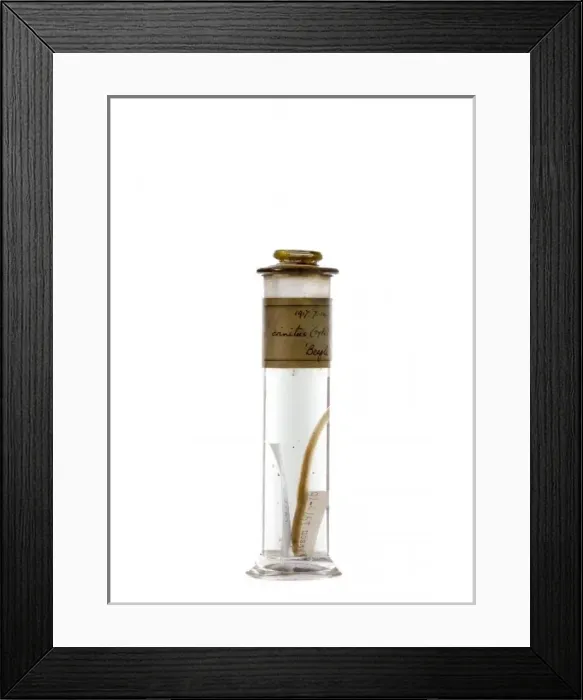 Framed Print : Clinus crinitus Framed Print : Clinus crinitus