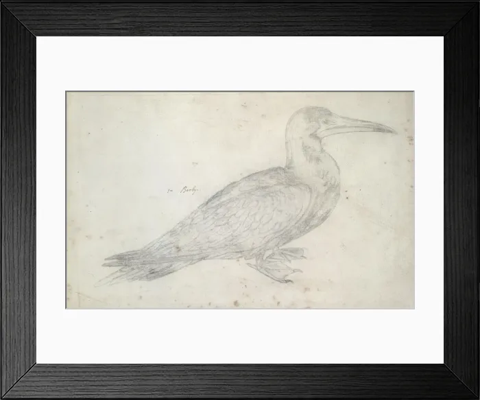 Framed Print : booby. A pencil sketch from the Drawings Collection of Thomas Malie (1726-42) Framed Print : booby. A pencil sketch from the Drawings Collection of Thomas Malie (1726-42)