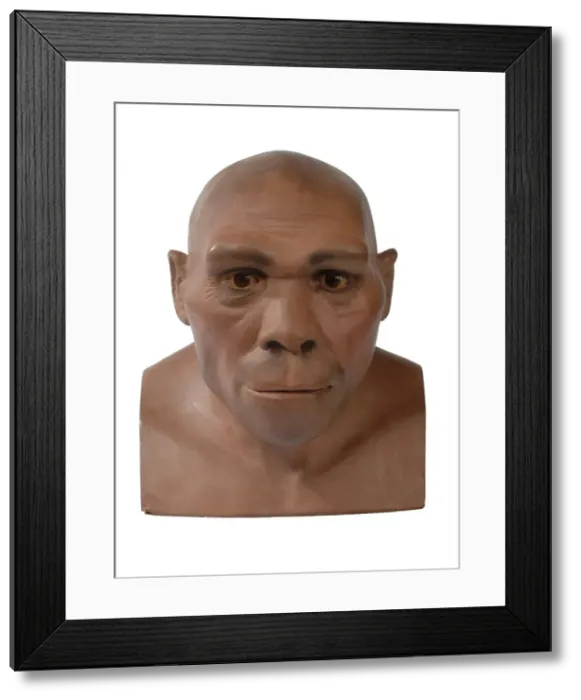 Framed Print : Homo erectus, Peking man Framed Print : Homo erectus, Peking man