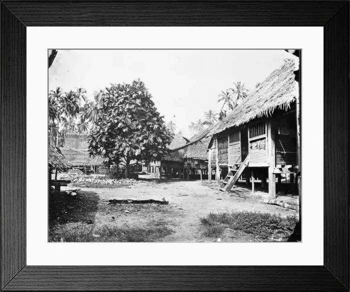 Framed Print : Bread Fruit Tree, Ki Dulan, Indonesia Framed Print : Bread Fruit Tree, Ki Dulan, Indonesia