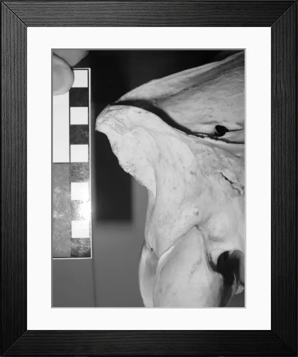 Framed Print : Occipital bone of horse skull Framed Print : Occipital bone of horse skull