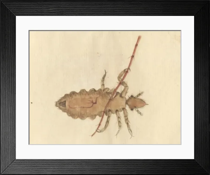 Framed Print : English Insects illustration by James Barbut Framed Print : English Insects illustration by James Barbut
