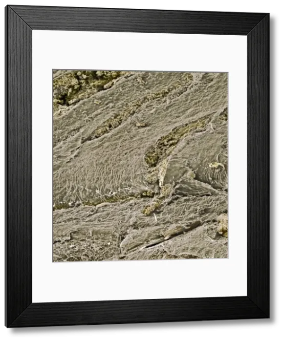 Framed Print : Oats. A scanning electron microscope (SEM) image of oats Framed Print : Oats. A scanning electron microscope (SEM) image of oats