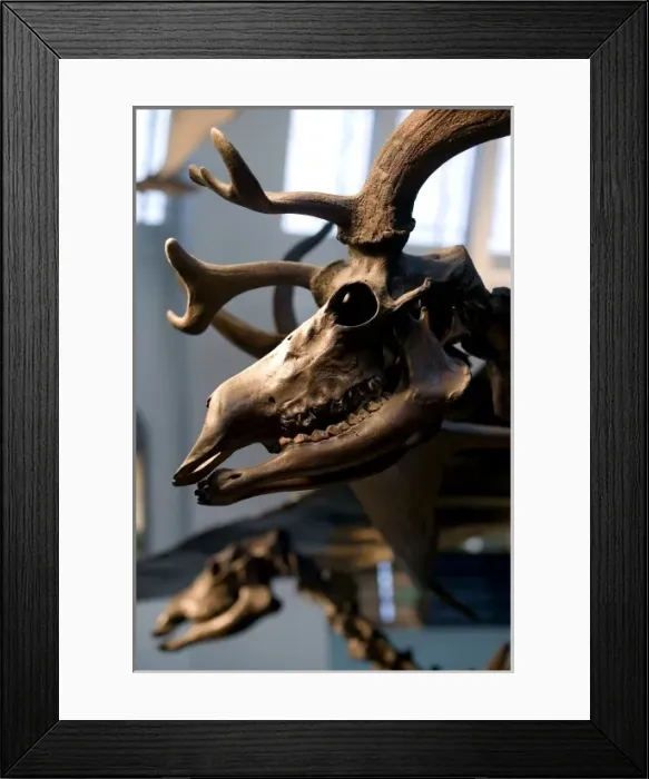 Framed Print : Megaceros giganteus, giant deer Framed Print : Megaceros giganteus, giant deer