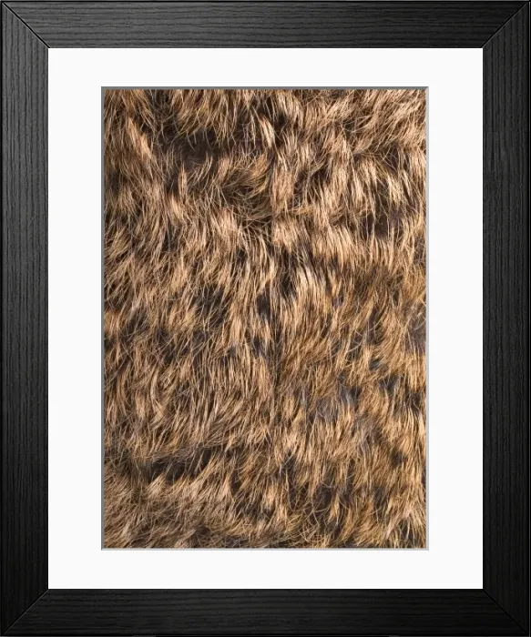 Framed Print : Lepus europaeus, European brown hare Framed Print : Lepus europaeus, European brown hare