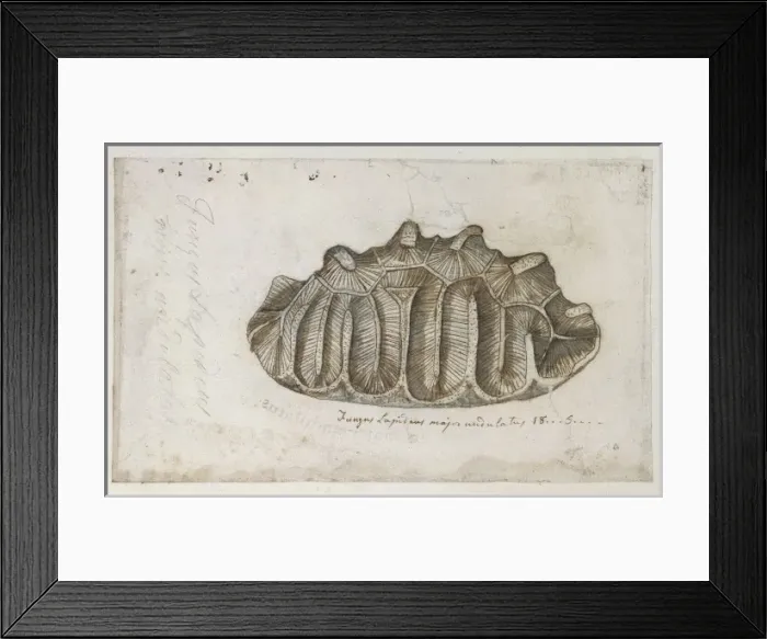Framed Print : Drawing labelled Sponge Framed Print : Drawing labelled Sponge