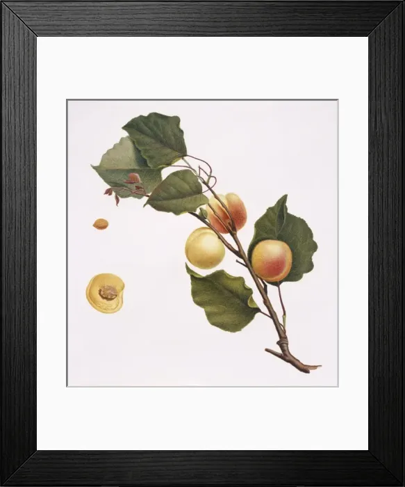 Framed Print : Prunus armeniaca, apricot Framed Print : Prunus armeniaca, apricot