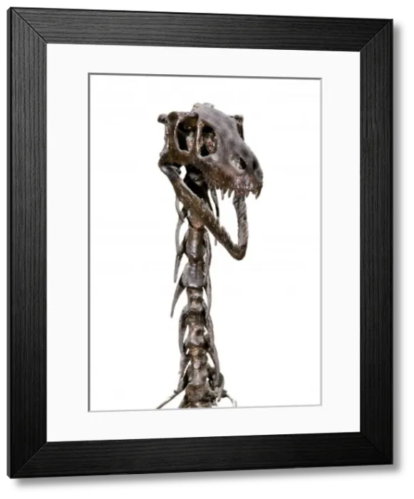 Framed Print : Dromaeosaurus albertensis Framed Print : Dromaeosaurus albertensis