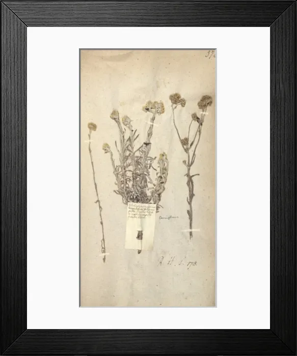 Framed Print : Matricaria chusan, upas tree Framed Print : Matricaria chusan, upas tree