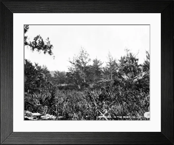 Framed Print : In the Bush, Bermuda 1873 Framed Print : In the Bush, Bermuda 1873