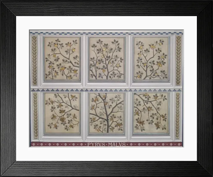 Framed Print : Pyrus malus, apple Framed Print : Pyrus malus, apple