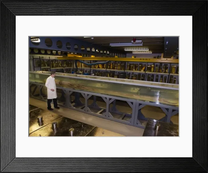 Framed Print : Architeutis dux, giant squid Framed Print : Architeutis dux, giant squid