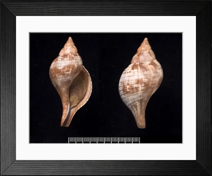 Framed Print : Fasciolaria tulipa, true tulip Framed Print : Fasciolaria tulipa, true tulip