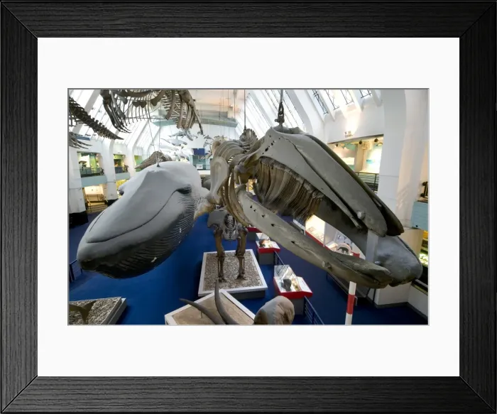 Framed Print : Mammal and Whale Gallery Framed Print : Mammal and Whale Gallery