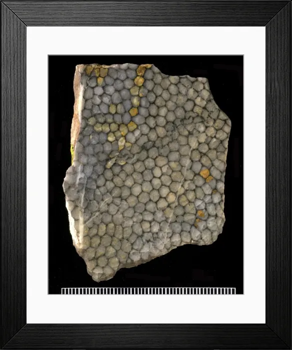 Framed Print : Polygonal corallites Framed Print : Polygonal corallites