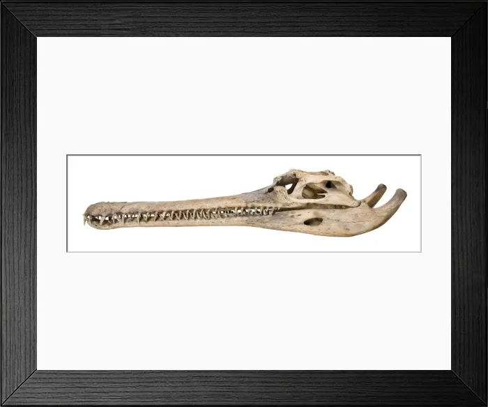 Framed Print : Side view of a Gharial skull Framed Print : Side view of a Gharial skull