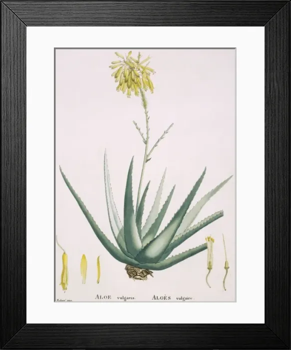Framed Print : Aloe vulgaris, aloe Framed Print : Aloe vulgaris, aloe