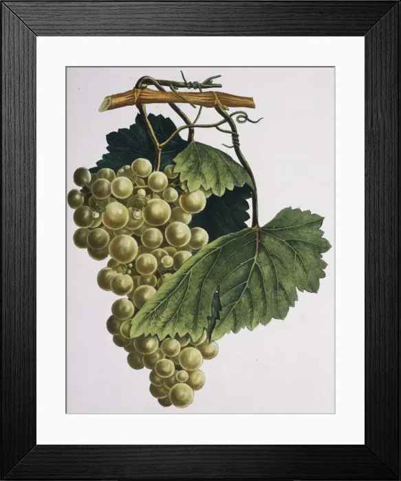 Framed Print : Vitis sp. grapes Framed Print : Vitis sp. grapes