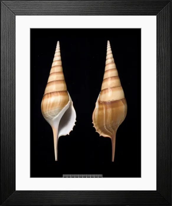 Framed Print : Tibia insulae-chorab, Arabian tibia Framed Print : Tibia insulae-chorab, Arabian tibia