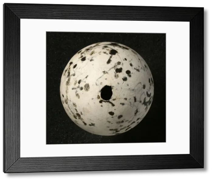 Framed Print : Pinguinus impennis, great auk Framed Print : Pinguinus impennis, great auk