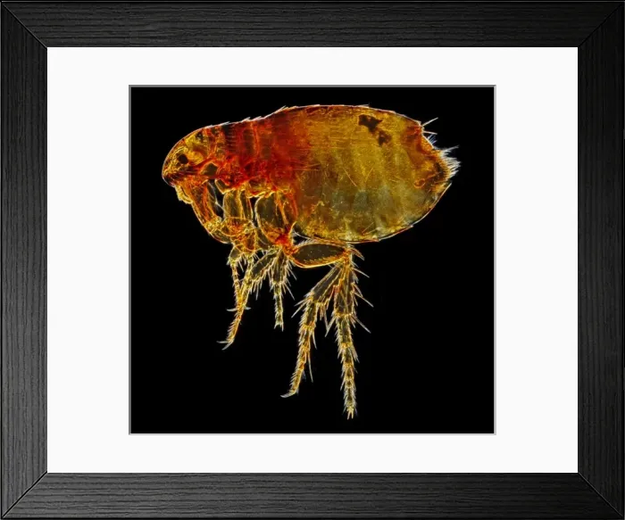 Framed Print : Ctenocephalides felis felis, cat flea Framed Print : Ctenocephalides felis felis, cat flea